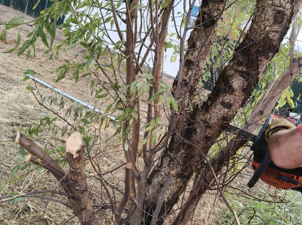 vallado-desbroce-alovera-excavaciones-garber13